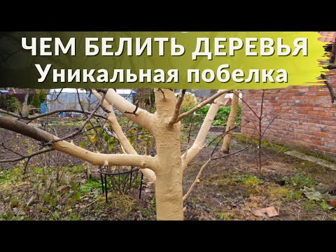 Видео: Уникальная Побелка Деревьев Осенью. Чем белить Деревья.
