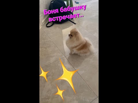 Видео: Эмоциональная встреча...#шпиц #боня #соскучилась#встреча