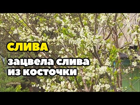 Видео: Зацвела слива из косточки | слива выросшая из косточки