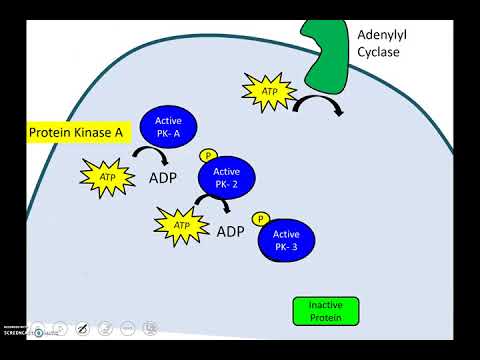 Видео: Каскад фосфорилирования (новая версия)