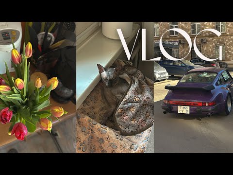 Видео: влог | 8 марта, кастрация кота и будни