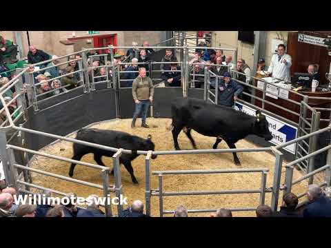 Видео: Цены на свинец, полученные в результате расселения стада молочных коров в Виллимотесвике, Биртлиш...