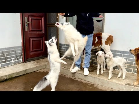 Видео: Маленькая лисичка 🦊 так высоко подпрыгнула — это так мило и весело наблюдать! 🦊🐮🐑🥰😘❤👍👍👍