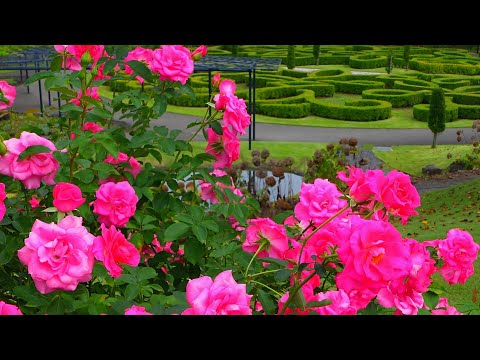 Видео: Как я и думал, потрясающе! Сады Наканодзё, розарий осенью.