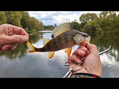 Видео: Попал на раздачу окуней в Мартемьяново! Рыбалка в Апрелевке. Мормышинг.