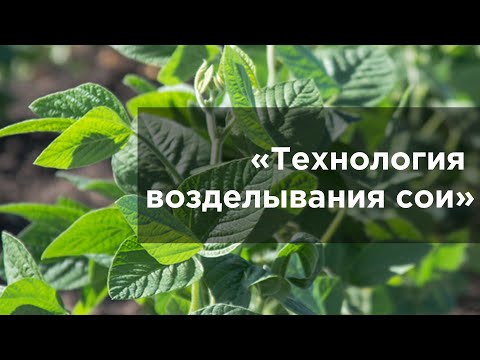 Видео: Технология возделывания сои