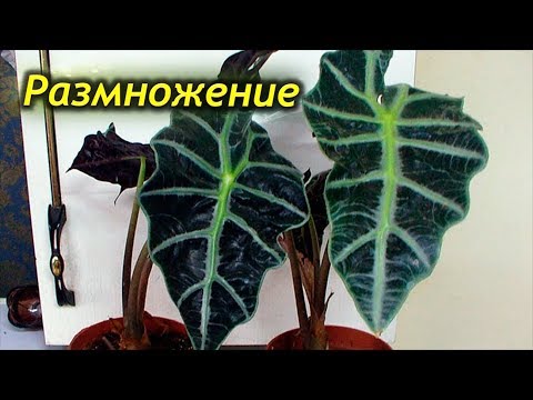 Видео: Как успешно размножить Алоказию в домашних условиях! Способы размножения Алоказии!