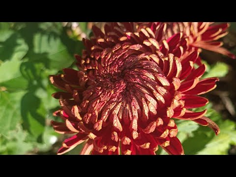 Видео: ХРИЗАНТЕМИ ІЗ ЗАКАРПАТТЯ.ЧАРУЮЧА КРАСА!