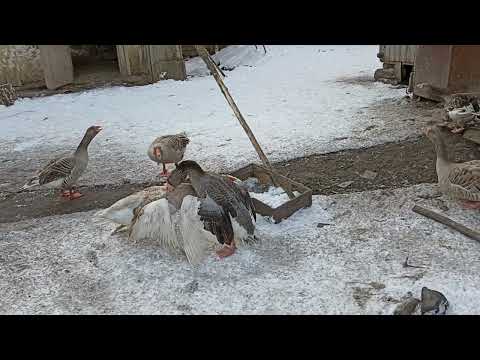 Видео: Еденские и Горьковские гуси