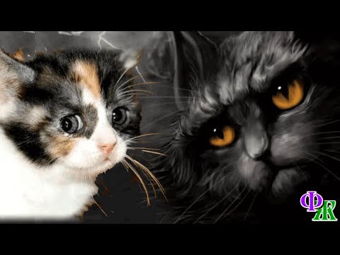 Видео: - Я Мурзика убила и тебя убью! А потом хозяев с ума сведу! – шипела из угла темнота на кошечку Масю