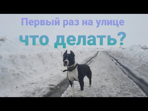 Видео: Первый день щенка на улице/Ошибки и Советы