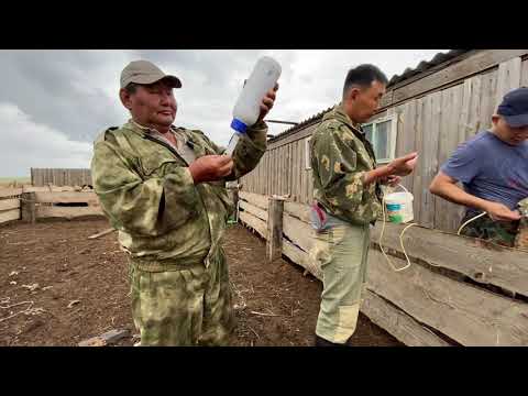 Видео: Дегельминтизация ягнят