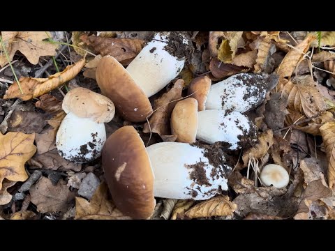 Видео: Білі гриби так і просяться в кошик 🍄‍🟫гриби на кожному кроці нова хвиля 23 жовтня 2024 повний кошик