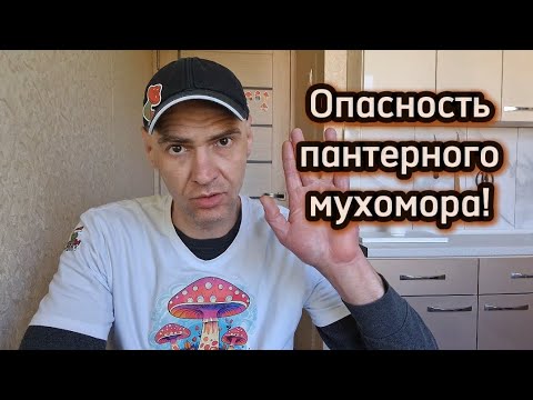 Видео: Опасность пантерного мухомора.