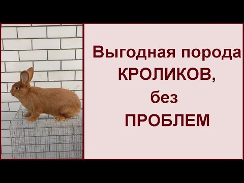 Видео: Ищете выгодную породу кроликов? НЗК - красный новозеландский