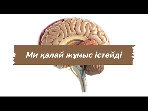 Видео: Ғажайып орган | Ми қалай жұмыс жасайды? Мидың құрылысы | мидың қызмеді | ми құпиясы | биология | ҰБТ