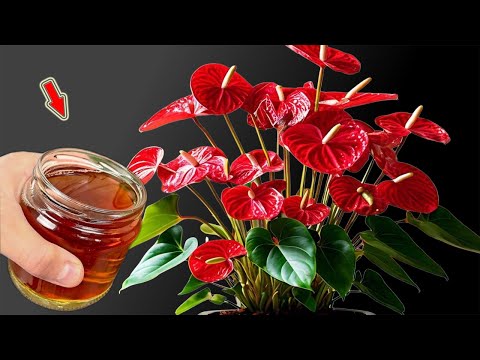 Видео: 1 чашка в неделю! Слабый антуриум укореняется и цветёт круглый год!
