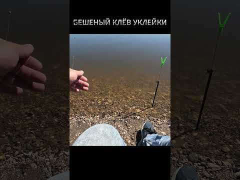 Видео: Бешеный клёв уклейки #shorts  #fishing #рыбалка