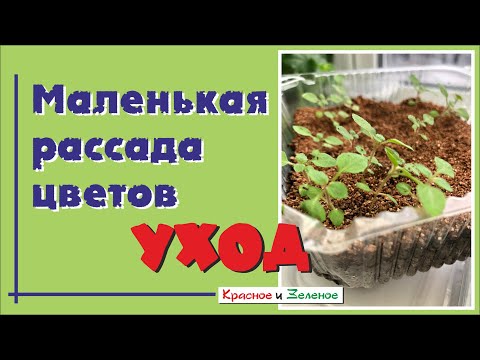 Видео: Уход за маленькой цветочной рассадой