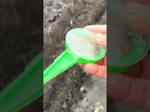 Видео: 3. Посадка моркви та цибулі 21.10.2025рік