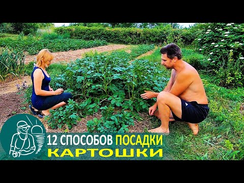 Видео: 🥔 Посадка картофеля 12 способами 🌿 Эксперименты и технологии Гордеевых