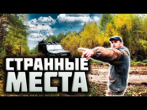 Видео: Очень странные места. Первый раз вижу такое урочище.