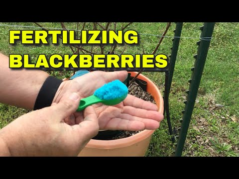 Видео: УДОБРЕНИЕ ЕЖЕВИКИ — ПРОГРАММА ДЛЯ УСПЕХА!