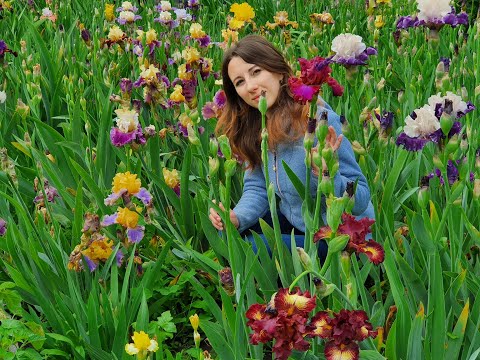 Видео: Найбільша колекція високих  борідкових ірисів. Огляд сортів
