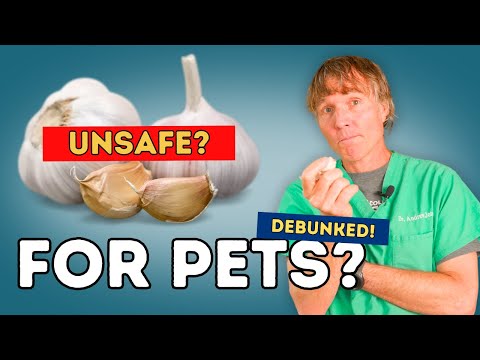 Видео: Чеснок для собак и кошек: польза или вред?