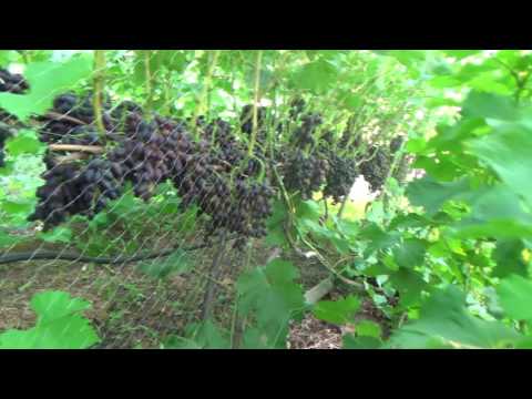 Видео: кодрянка 2017