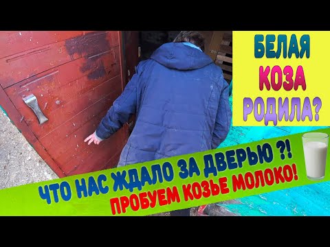 Видео: Роды у козы. Пробуем козье молоко первый раз в жизни!