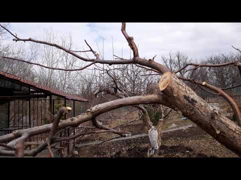 Видео: Обрезка старой яблони. Ужимание кроны.