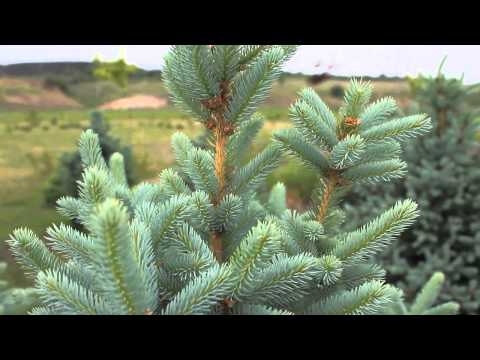 Видео: Формирование макушки (вершины) у ели