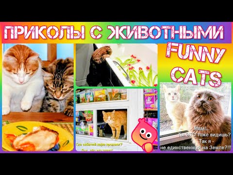 Видео: Цыплята в хату загнали 😂🥳 #приколыскотами #мемы