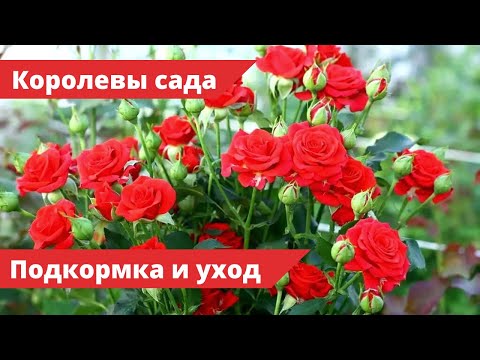 Видео: Как правильно ухаживать и подкармливать розы в июле?  Эти цветы - КОРОЛЕВЫ САДА 🌹