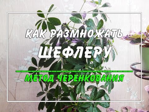 Видео: Как размножать шеффлеру? ☀️🍀 Метод размножения черенками.