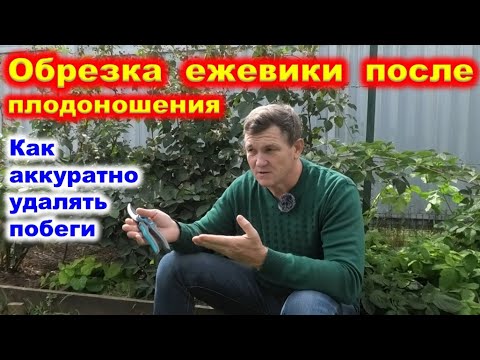 Видео: Обрезка ЕЖЕВИКИ после плодоношения, укладка новых побегов.