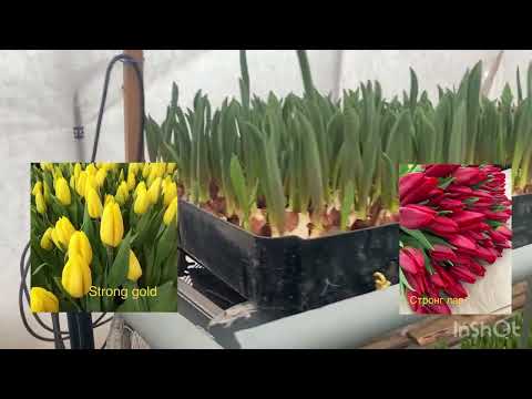 Видео: Выгонка тюльпана к 8 марта. 30 января. 2023. Обзор сортов.