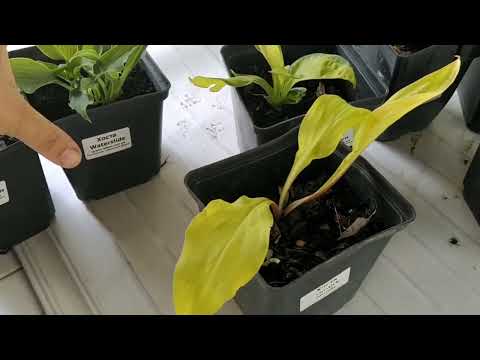 Видео: Розпаковка посилки з розсадника Зелений едем.