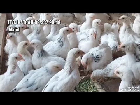 Видео: Чучаи Рябушка 2-моха заказ Кабул мекунам 12.11.2025 заказша холи нагирифтам