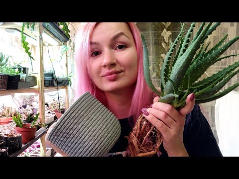 Видео: Сажаю алоэ и кристатный кактус в Лечузу. Суккулентная болтовня