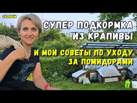 Видео: Секретный Эликсир на Даче: Крапивная Подкормка, После Которой Урожай Удивит Всех! @GALABUM