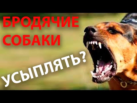 Видео: Бродячие собаки. Что с ними делать