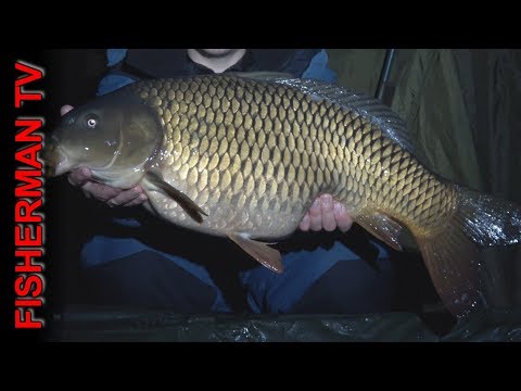 Видео: Подводная съёмка ловля карпа поздней осенью (Карпфишинг поздней осенью)