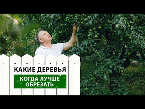 Видео: Какие ДЕРЕВЬЯ и когда лучше ОБРЕЗАТЬ.