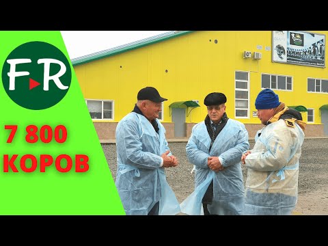 Видео: 7800 коров голштинской породы. Флагман молочного животноводства Волгоградской области ООО СП Донское