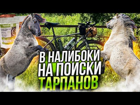 Видео: Велопокатушка в Налибоки на поиски диких лошадей.