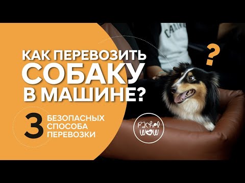 Видео: Как безопасно перевозить собаку в машине? 3 безопасных способа перевозки в этом видео