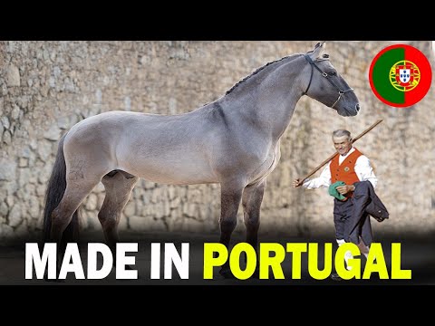 Видео: 6 РЕДКИХ пород лошадей португальского происхождения, о которых вы не знали!!