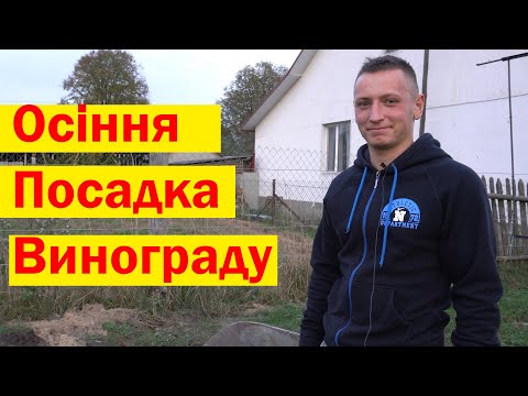 Видео: 4K.Посадка винограду. Як садити виноград осінню.